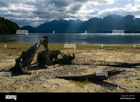 Lake Manapouri from Shallow Bay, Kepler Track, South Island, New ...