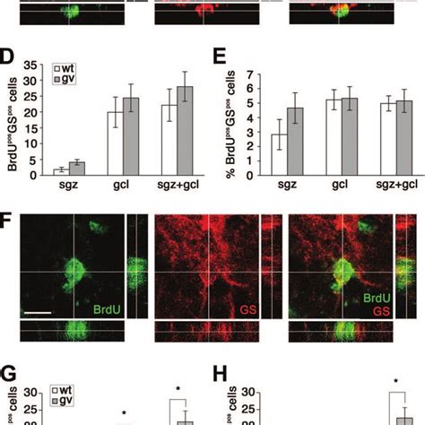 Differentiation Of Grafted Neural Progenitor Cells In The Sgz And Gcl