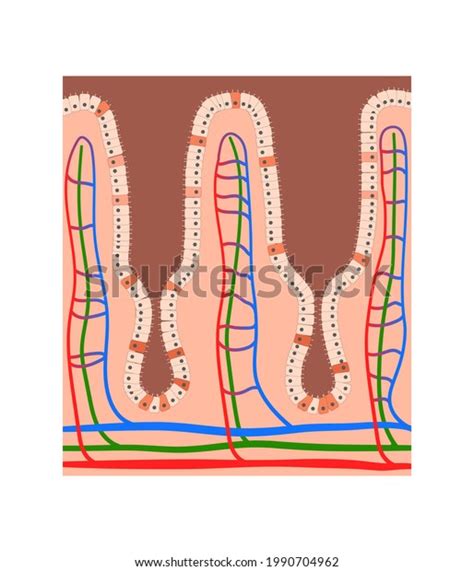 Intestinal Villi Anatomy Epithelial Cells Microvilli Stock Illustration 1990704962