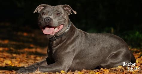 Croquettes Pour Staffie Comment Les Choisir Hector Kitchen