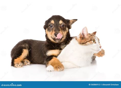 Mixed Breed Dog And Cat Together Isolated On White Background Stock