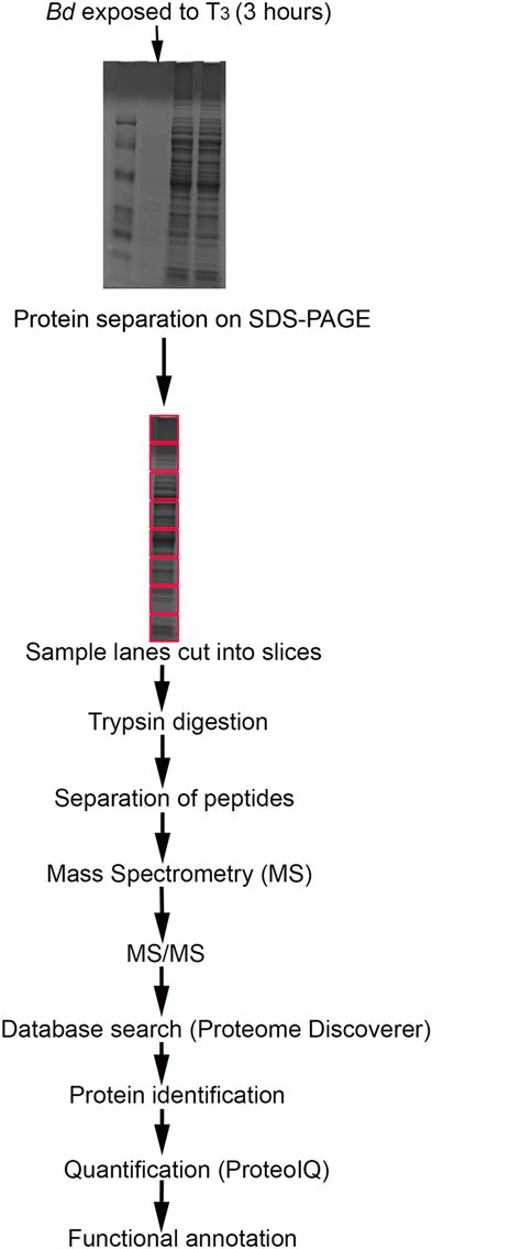 Schematic Illustration For The Proteomics Study To Profile Total