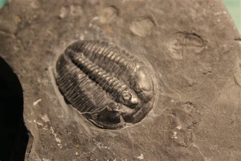 Elrathia Kingii Trilobites The Fossil Forum