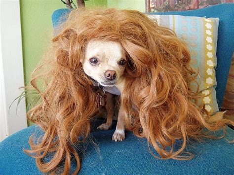 50 Hilarious Dogs In Wigs