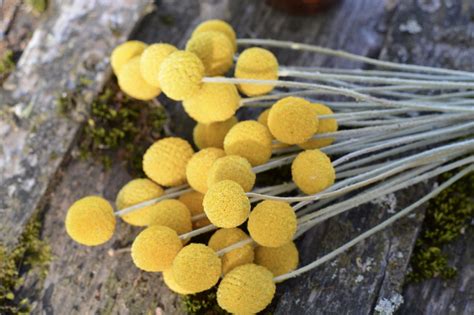 Dried Billy Balls Dry Craspedia Yellow Billy Buttons Dried Etsy UK