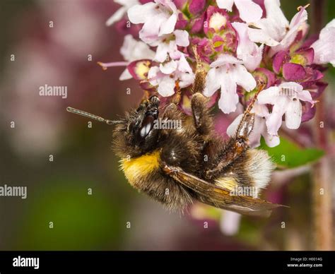 White Tailed Bumblebee Side View Hi Res Stock Photography And Images