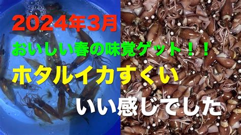 【ホタルイカすくい】富山湾のホタルイカが沢山とれてイイ感じでした 20240310 Youtube