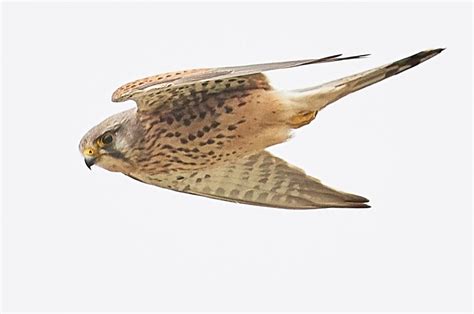 Kestrel Falco Tinnunculus Irish Birding