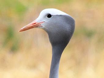 Blue Crane - Overberg Crane Group