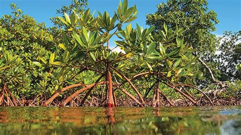 Pemerintah Target Rehabilitasi Ribu Hektare Mangrove Pada Akhir