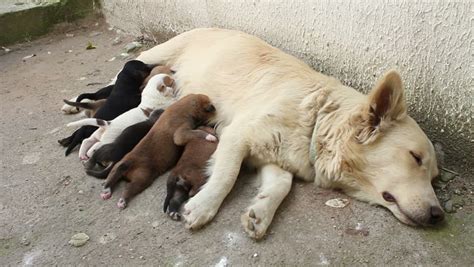 Stray Dog Feeding Puppies With Milk Stock Footage Video 3015724 ...