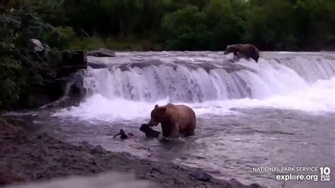 Katmai Bear Cam Brooks Falls 402 Cub Slips Down The Falls All Is