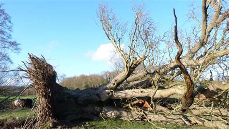 Tree Populations Ravaged By Winter Storms Uk News Sky News