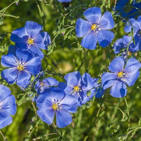 Gilia 0 4 G Seminte Planta Ornamentala Anuala Gilia Capitata Flori