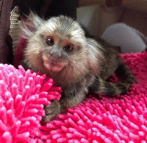 Pygmy Marmoset For Sale Finger Pygmy Marmoset