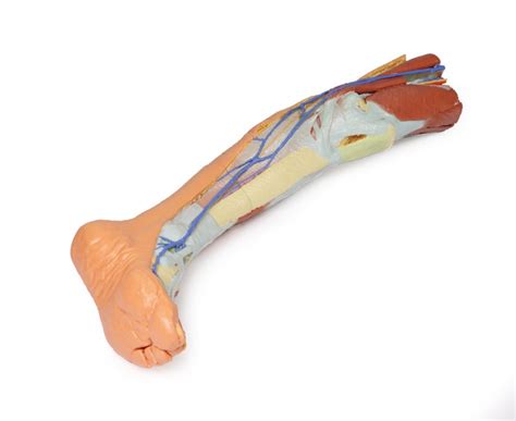 Lower Limb Superficial Dissection