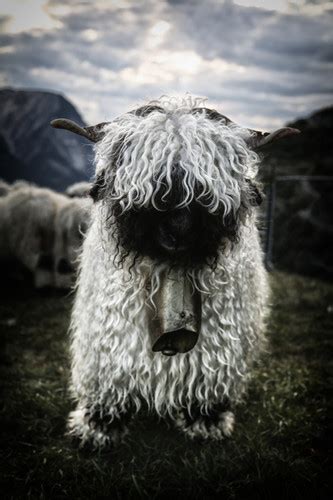 Walliser Schwarznasenschaf Alpenfotografie