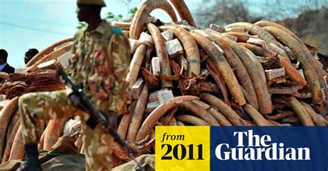 Kenya President Burns Ivory To Highlight Poaching Crisis Kenya The