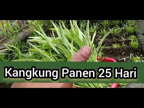 TANAM KANGKUNG DARI AWAL SAMPAI PANEN PLANT KALE FROM START TO