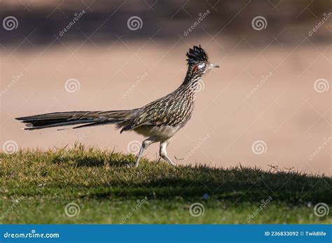 Cute Roadrunner in Arizona stock photo. Image of avian - 236833092