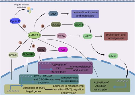 Frontiers Ambra1 And Its Role As A Target For Anticancer Therapy