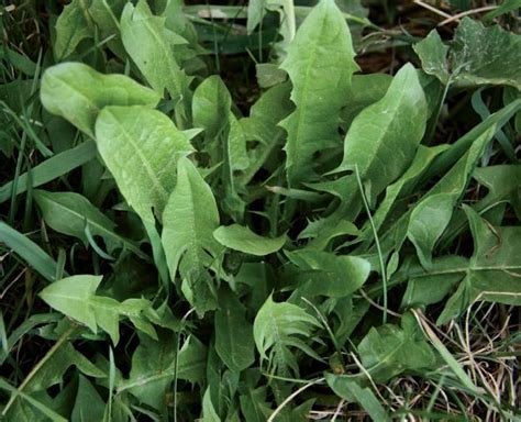 15 Wild Plants You Can Eat Outdoor Canada