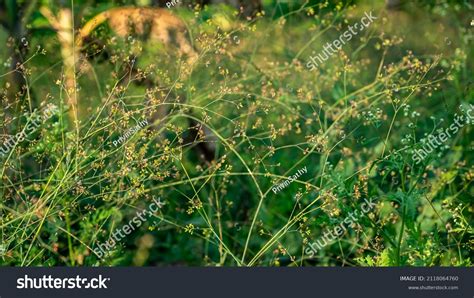 Boerhavia Erecta Erect Spiderling Erect Boerhavia Stock Photo