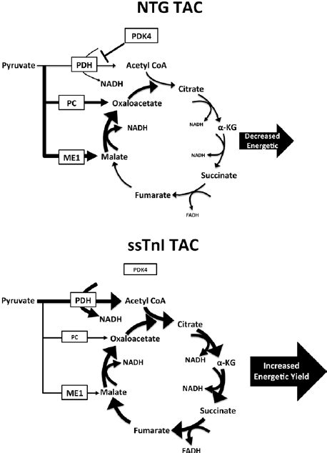 Continued Slow Skeletal Troponin I Sstni Expression In The Adult