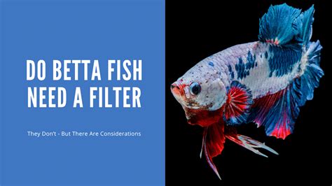 Do Betta Fish Need A Filter They Don T And Here S Why