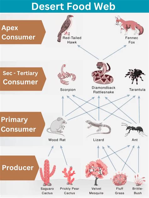 Desert Animals And Plants Food Chain