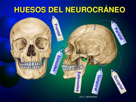 Cabeza Osea Adulto Rn Neurocraneo