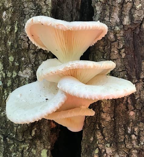 Oyster Mushrooms - Eat The Weeds and other things, too
