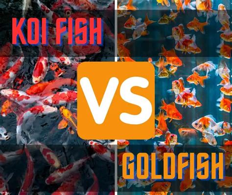 Clash of the Carp Cousins: Koi Fish vs Goldfish - Fish Vet