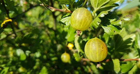 Uprawa Agrestu Sadzenie Nawo Enie Przycinanie Rozmna Anie Choroby