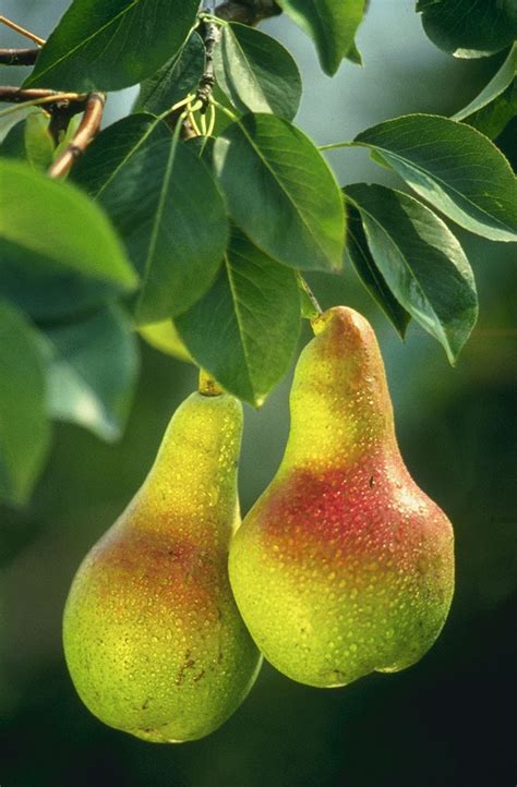 Oregon State Fruit Pear