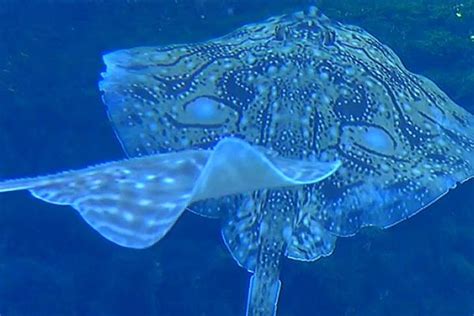 Le Croisic l océarium rouvre ses portes pour le plaisir des yeux