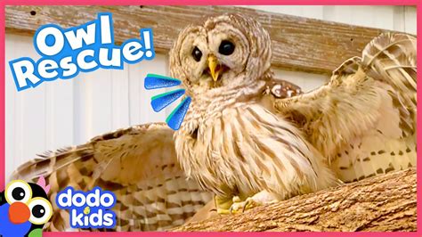 Brave Owl Needs A Hero To Help Him Fly Again Rescued Dodo Kids