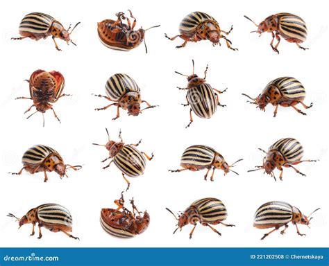 Colorado Potato Beetles On White Background Collage Stock Photo