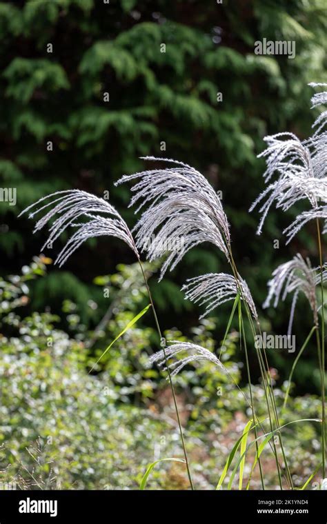 Ornamental Grass Miscanthus Sinensis Nishidake Silvery White