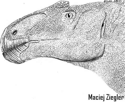 Anasazisaurus Pictures And Facts The Dinosaur Database