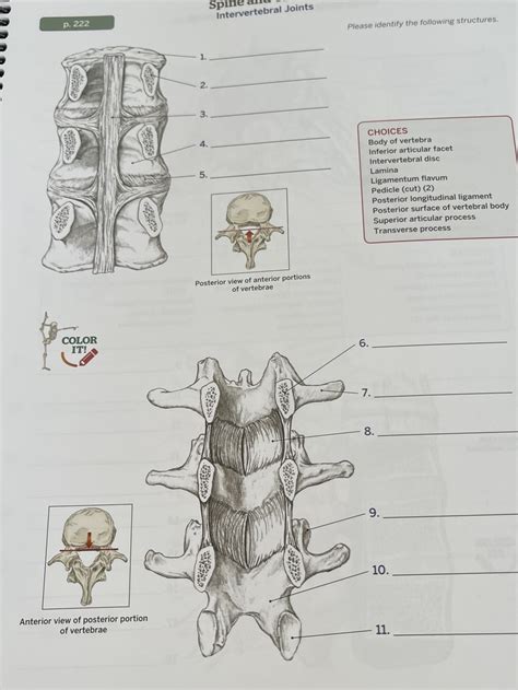 Intervertebral Joints Diagram Quizlet