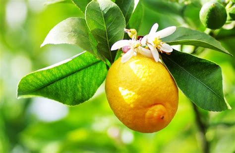 Come Piantare Un Albero Di Limone Partendo Dal Seme