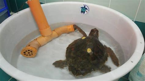 Corriere Di Policoro Wwf Liberata Tartaruga Caretta Caretta