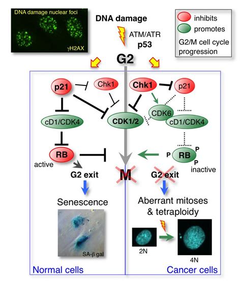 Cell Cycle Cyclin D