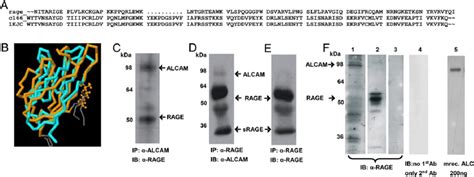 Rage And Alcam Show Similarity In Quaternary Structure And Ab Download Scientific Diagram