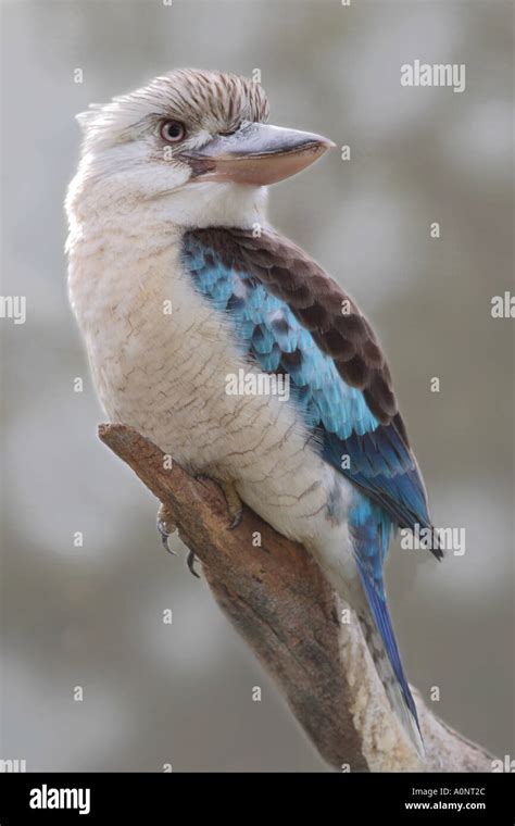 Blue Winged Kookaburra Stock Photo Alamy