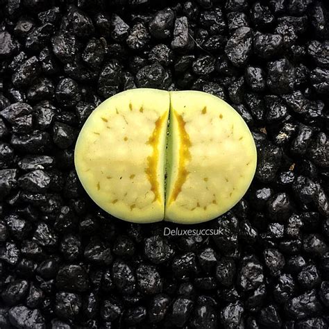 Lithops Julii Peppermint Creme Succulent