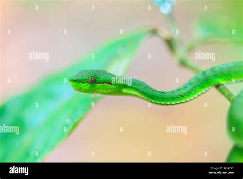 Green pit viper snake, Asian pit viper snake in nature Stock Photo - Alamy