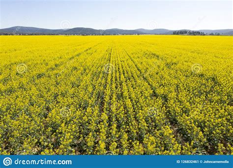 Ripe Canola Crop On A Farm Stock Image Image Of Farm 126832461