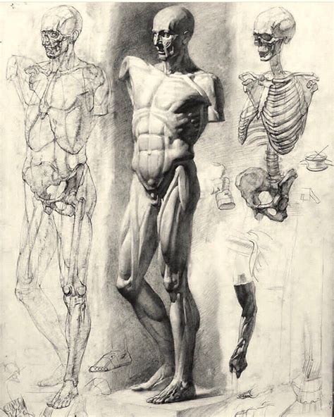 Pin di Adrienn Dékány su drawing Disegno di anatomia Schizzi